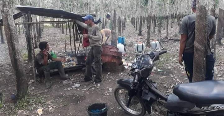 Petani Karet di Kabupaten muara enim Menjerit, Dimusim Kemarau Getah Semakin Dikit dan Bahaya Api Mulai Mulai Mengintai